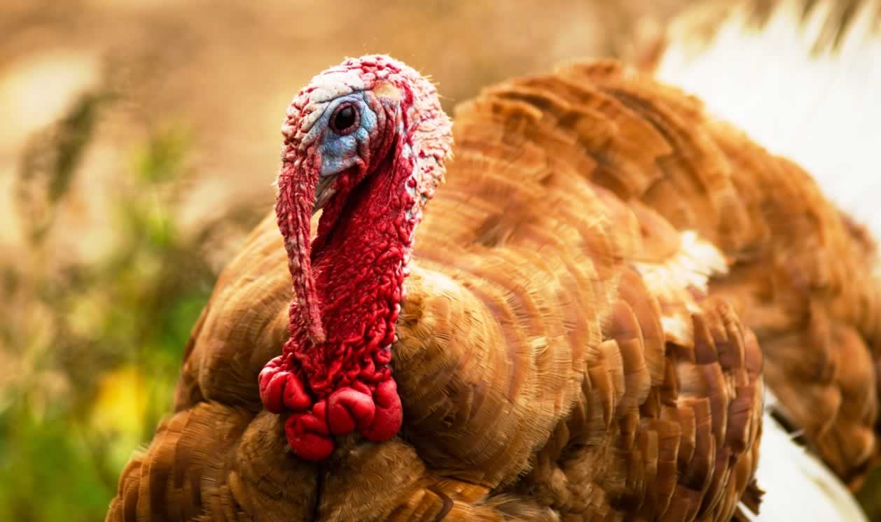 Portrait of handsome turkey