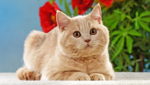 How to Cat-Proof Your Christmas Tree