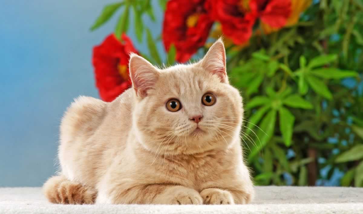 christmas tree cat profile picture