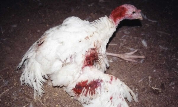 Badly injured turkey on factory farm