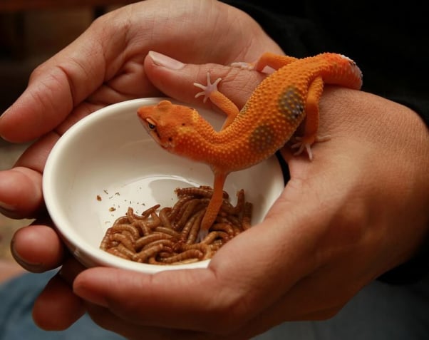 gecko and mealworms