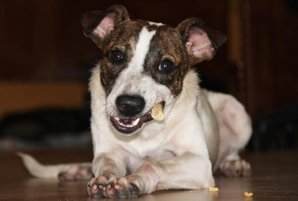 a rescued pup chews on a treat