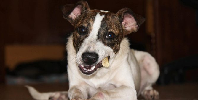 a rescued pup chews on a treat