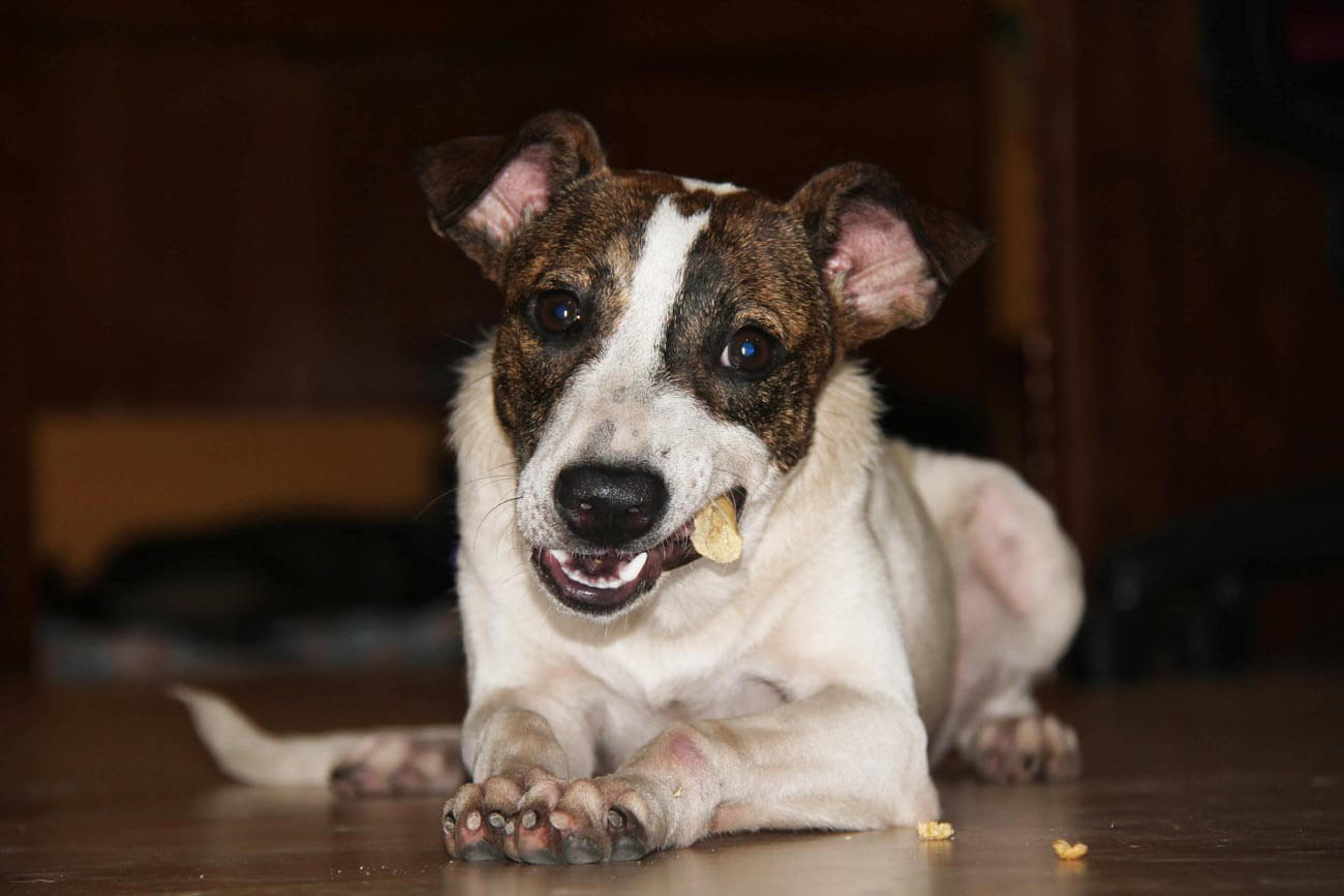 is milk bone bad for dogs