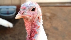 Close-up of white turkey at Farm Sanctuary