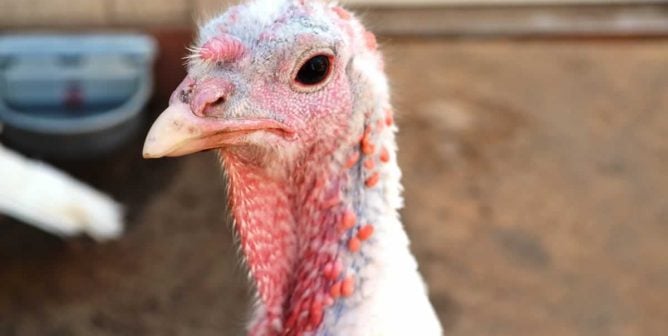 6 Undeniable Mistakes Everyone Makes When Preparing a Turkey