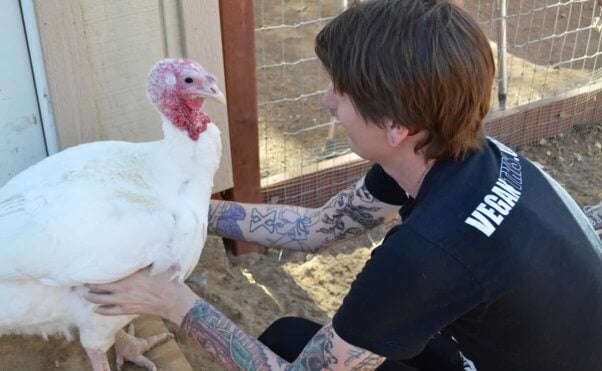 Seated person petting a white turkey