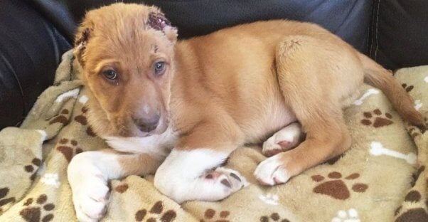 PETA is offering a reward of up to $5k for information on who sliced off this puppy's ears