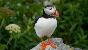 Atlantic puffin standing on rock
