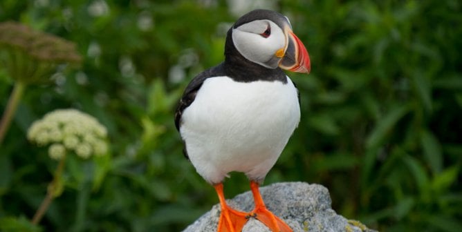 Atlantic puffin standing on rock