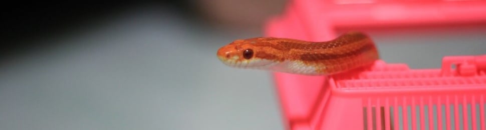 do not buy a "pet" snake