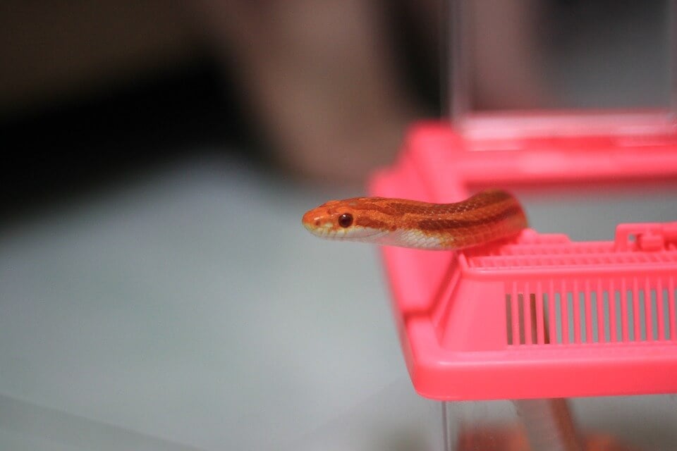 9 Reasons Why Buying a Snake Is a Terrible Idea | PETA