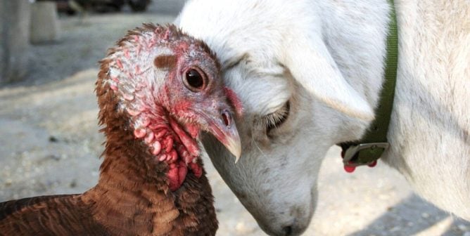 Pre-Thanksgiving Required Viewing: These Turkeys Are Cuddling, and OMG