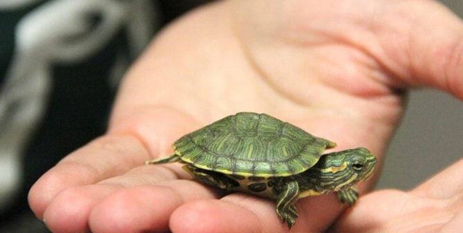 The Dangers of Bringing Reptiles and Amphibians Into Your Classroom