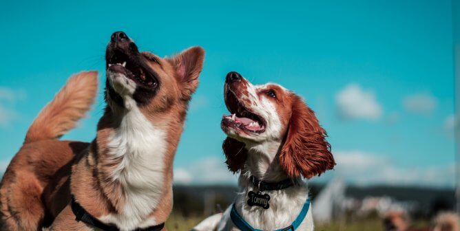 After PETA Push, Dog-Breeding Restraint No Longer Sold at Walmart