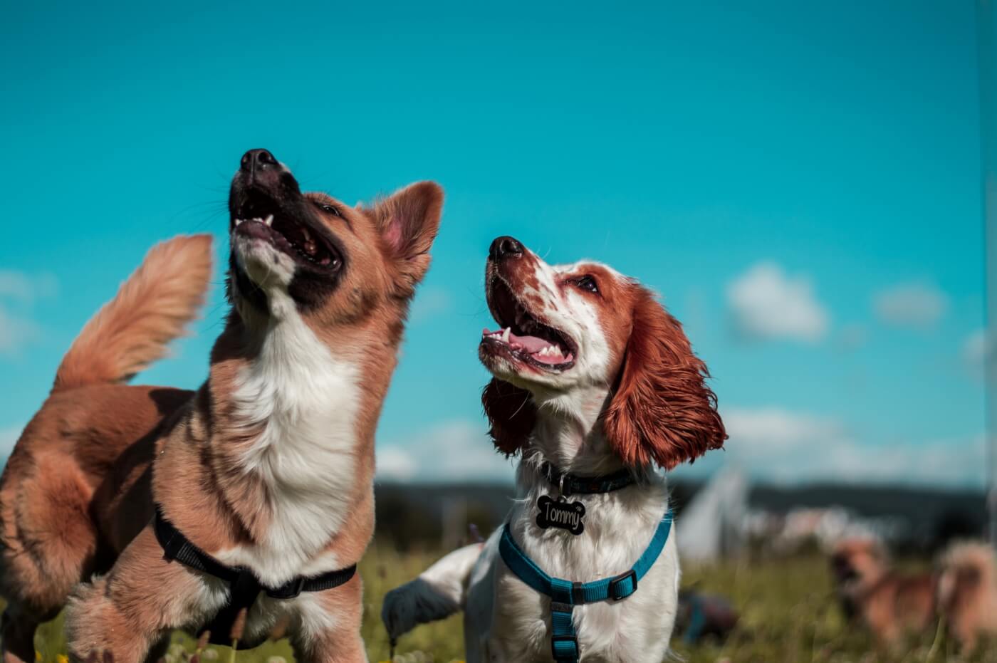 two dogs blue sky outside happy harness Who Does the Puppy Mill Pipeline Bill Protect?