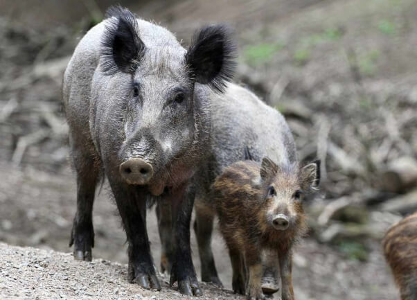 in spain, a video captured a group of men pushing a wild boar over a cliff face, killing the animal for no reason