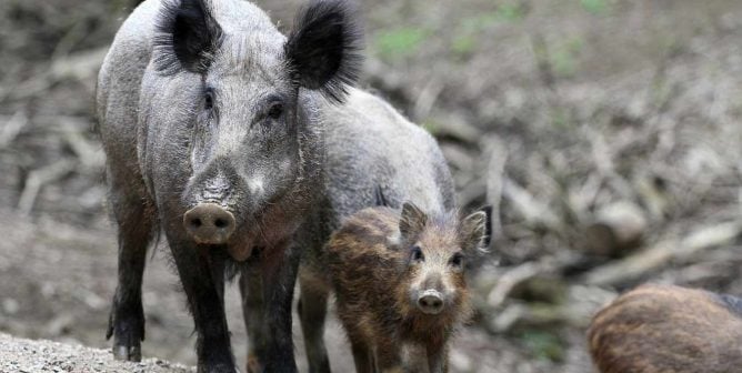 in spain, a video captured a group of men pushing a wild boar over a cliff face, killing the animal for no reason