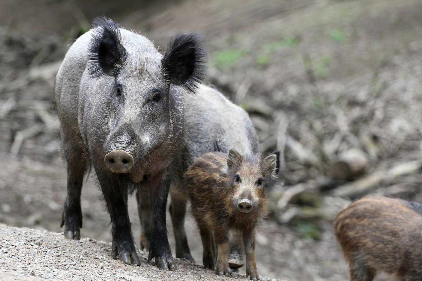WHY?! Video Shows Men Pushing Boar Off Cliff, Killing the Animal | PETA