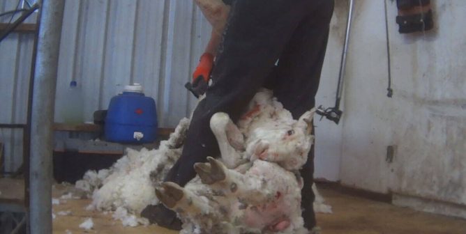 Misleading ‘Humane’ Claims by UGG Prompt Legal Warning From PETA