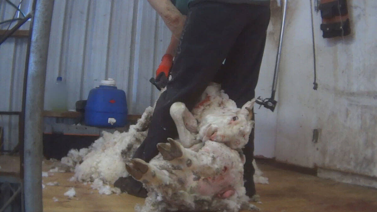 sheep sheared for wool