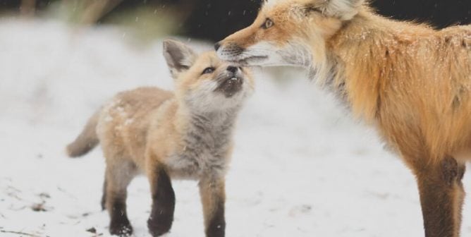 Adult fox with baby