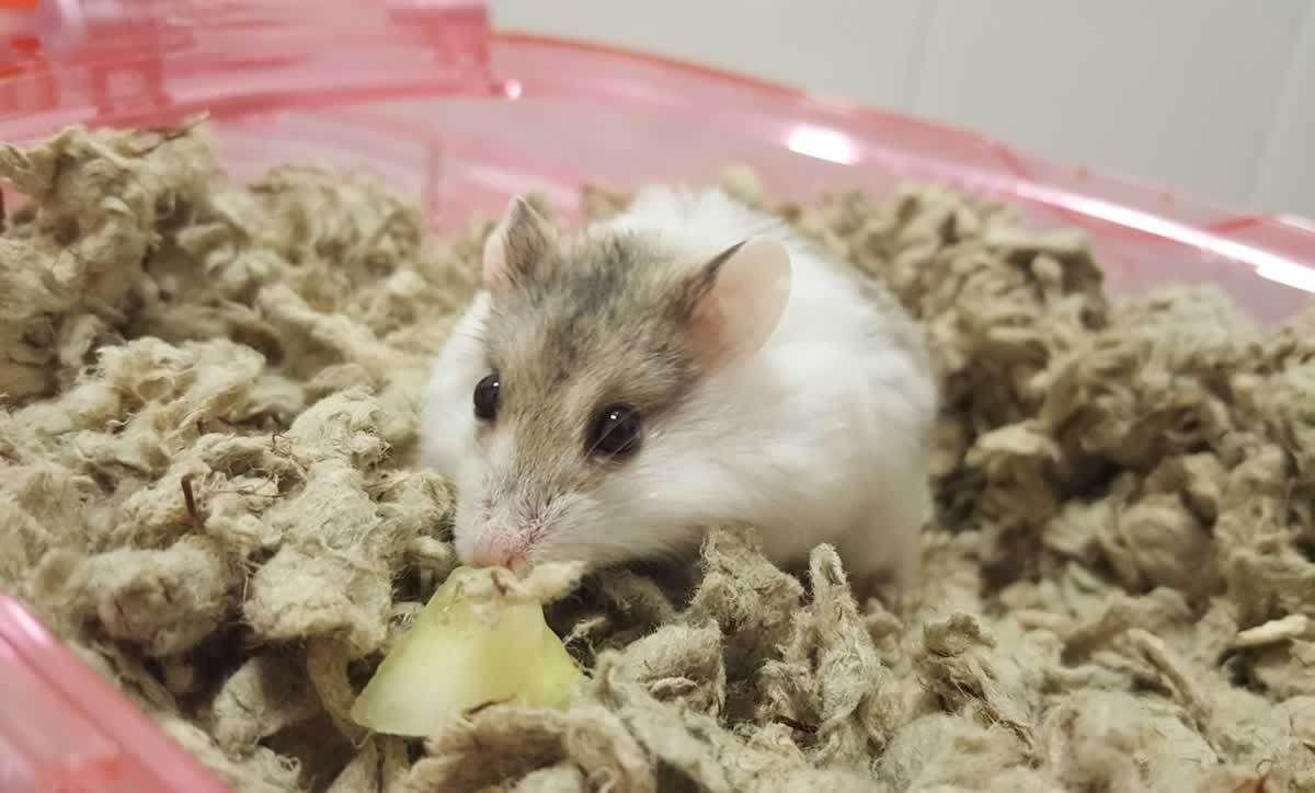 Rescued hamster Lucas eating cucumber slice