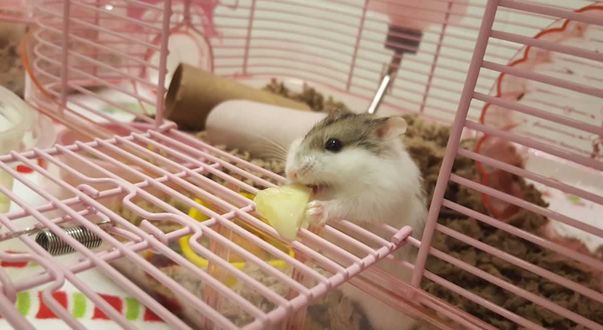 Rescued hamster Mike with cucumber slice