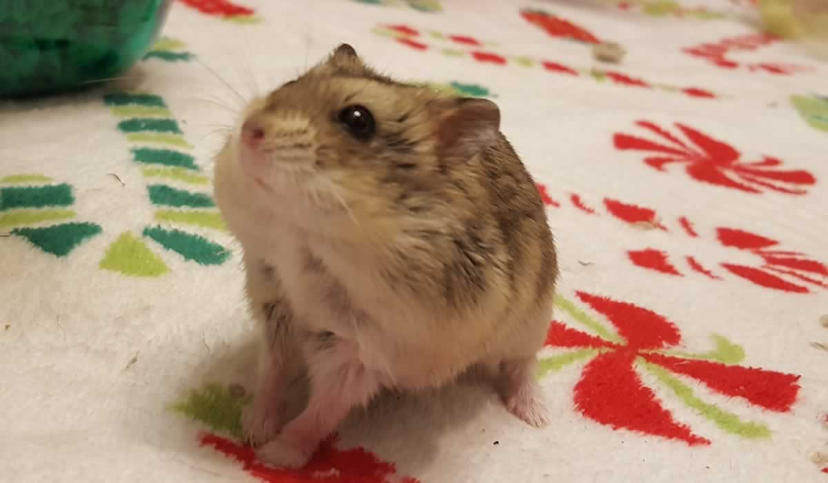 Rescued hamster Dustin on holiday-themed blanket