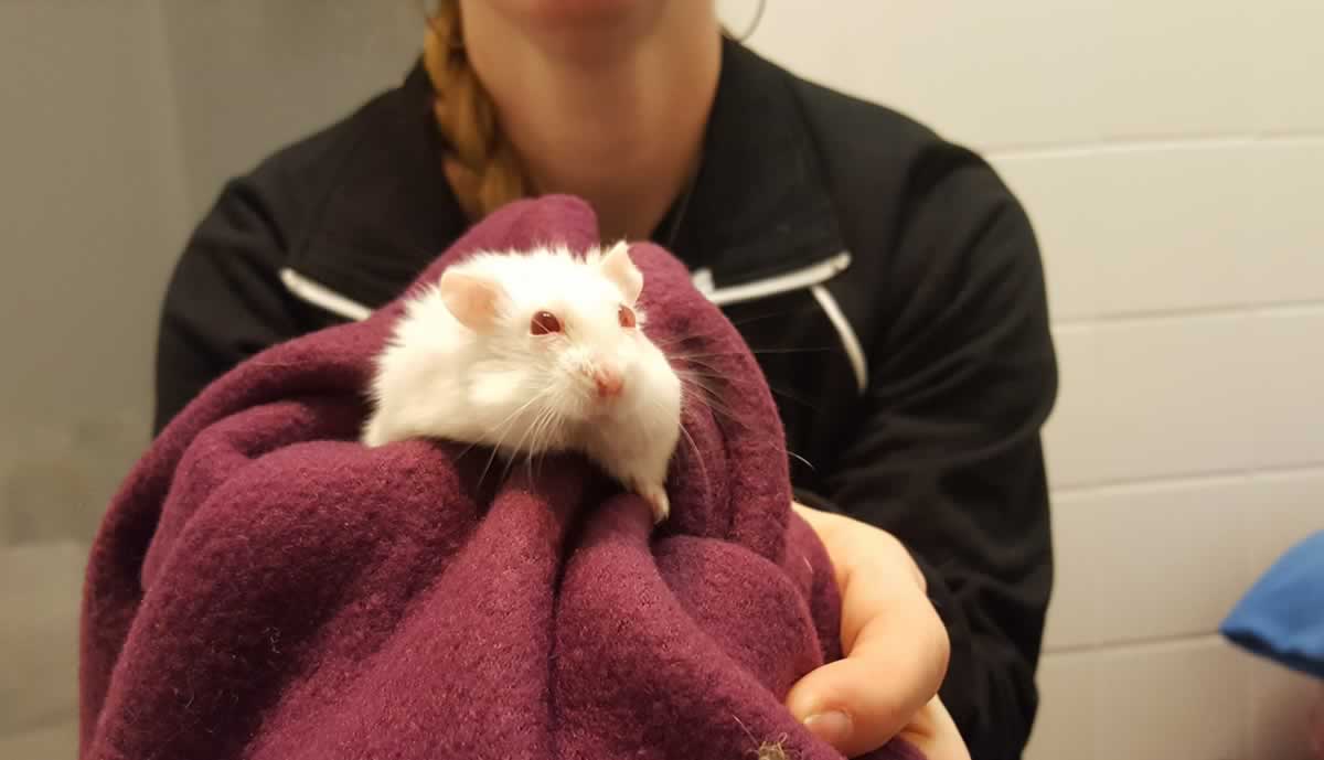 White hamster in burgundy blanket