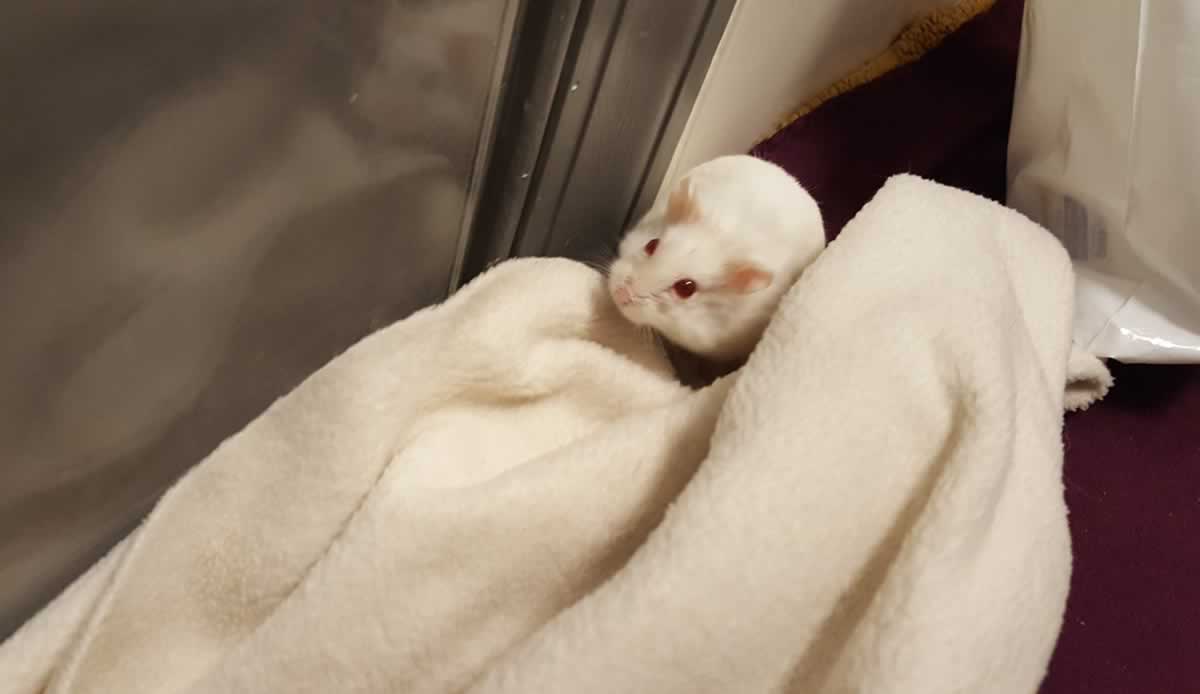 Rescued hamster Hopper contemplating door