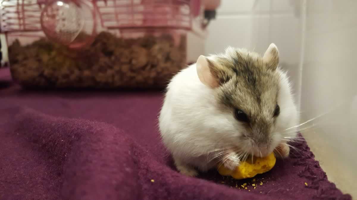 Rescued hamster Lucas having a snack
