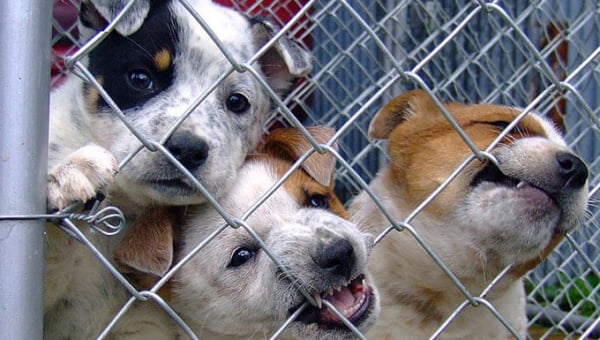 Companion Animal Overpopulation