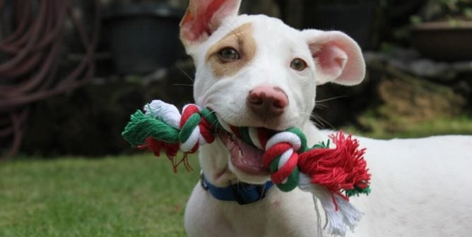 TeachKind Rescue Stories: Christmas the Puppy’s First Holiday
