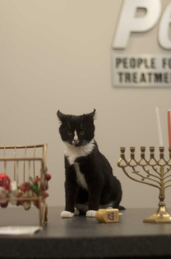 Cute black-and-white kitten on PETA's front desk