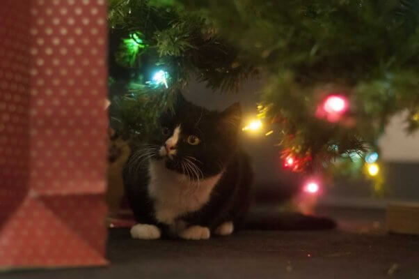 Cute black and white kitten under Christmas tree with multicolored lights