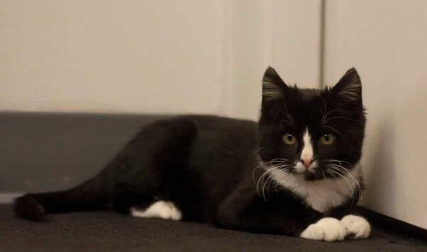 Cute black and white kitten