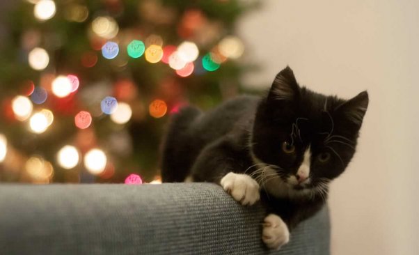 Black and white kitten on back of couch with brighlty lit Christmas tree in background