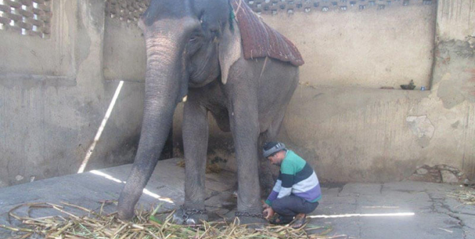 elephant shackled on concrete