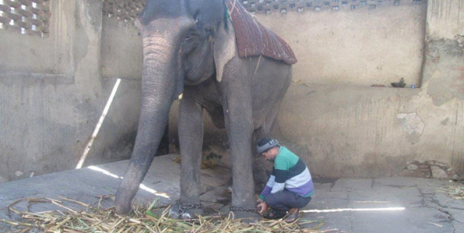Help End Elephant Rides in Rajasthan, India