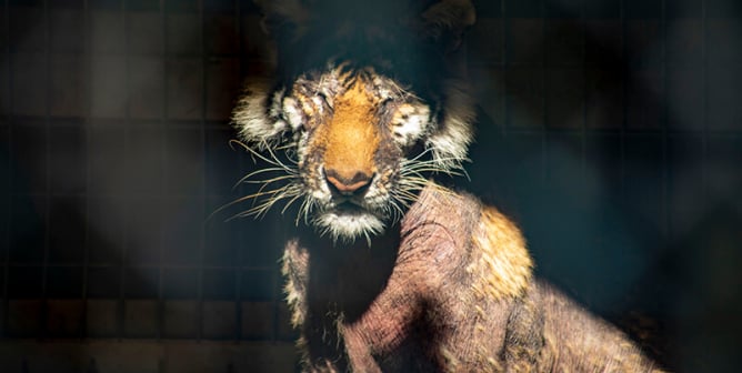 tiger with severe hair loss at Waccatee Zoo