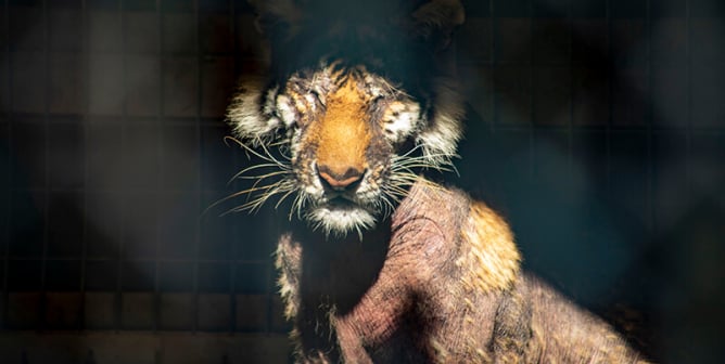 Animals in Entertainment: Circuses, SeaWorld, and Beyond | PETA Animals in Entertainment: Circuses, SeaWorld, and Beyond | PETA