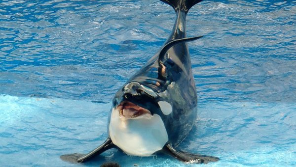 Urge Jet2holidays to Cut Ties With Dolphin Prisons
