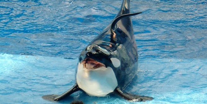 Urge Jet2holidays to Cut Ties With Dolphin Prisons
