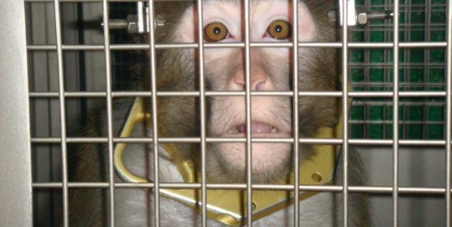 The University of Utah Must Stop Its Rogue Animal Experimenters