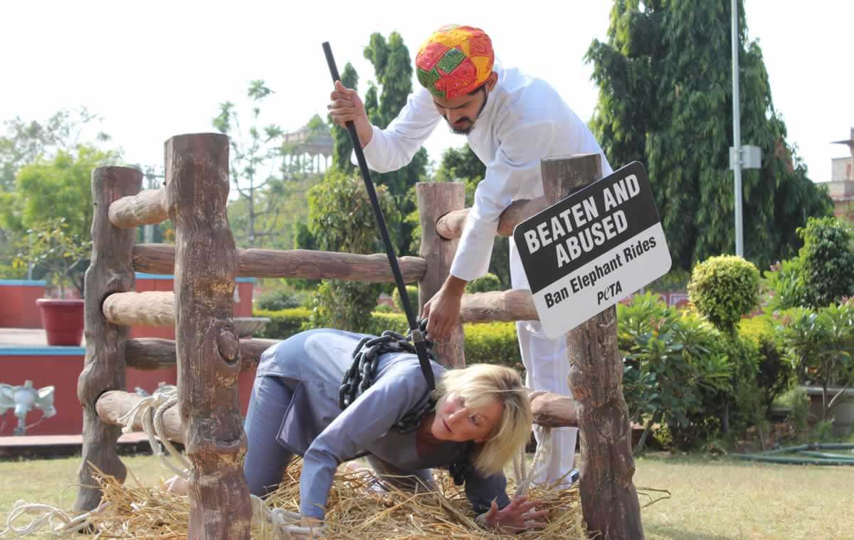 Ingrid chained in a small enclosure while a "mahout" (handler demonstrates use of bullhook