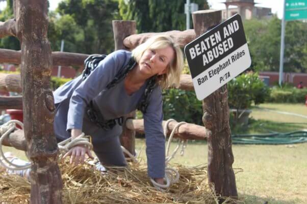 Ingrid chained in a tiny enclosure, next to a sign reading "BEATEN AND ABUSED: Ban Elephant Rides