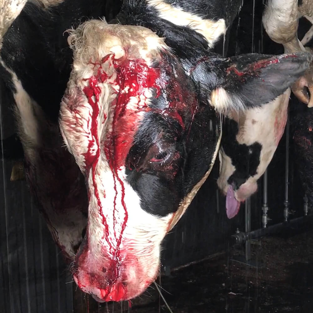 jbs slaughterhouse, improper stunning, concious cows hanging, throats slit, cow slaughter