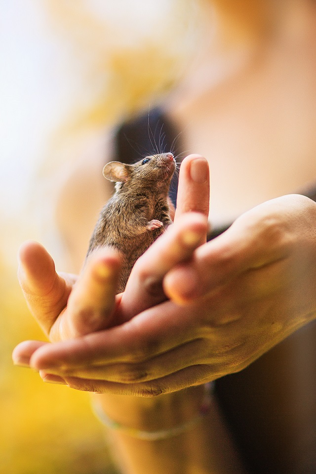 Beautiful Mice, Rats Rescued From Lab See Sunshine for the First Time
