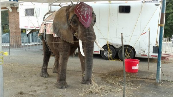 Peta Announces Intent To Sue Over Chaining Harm Of Elephant Nosey Peta